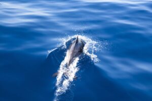 Cruises Paxos Antipaxos Dolphin