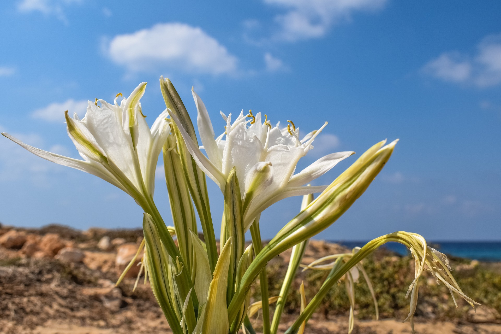 Pancratium Maritimum Sea Daffodil